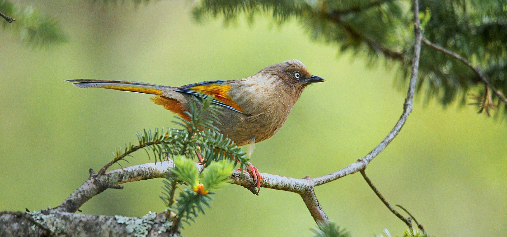 Lecapell气候保护项目 Lecapell气候保护项目